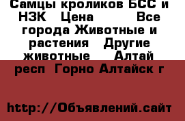 Самцы кроликов БСС и НЗК › Цена ­ 400 - Все города Животные и растения » Другие животные   . Алтай респ.,Горно-Алтайск г.